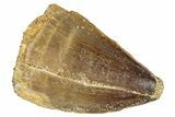 Fossil Mosasaur (Prognathodon) Tooth - Morocco #286328-1